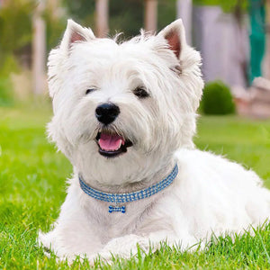 Pet Lover's Pendant Rberyl