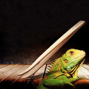 Green iguana on wooden floor with wooden reptile basking ramp in dark indoor setting
