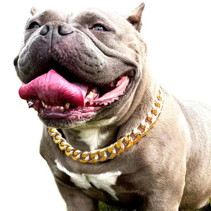 Gold Luxe Pup Collar - 7/8" Cuban Link with Leather Rberyl