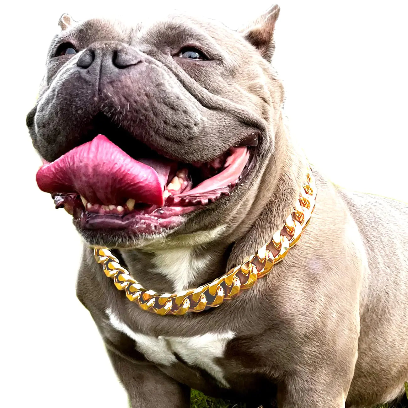 Gold Luxe Pup Collar - 7/8" Cuban Link with Leather